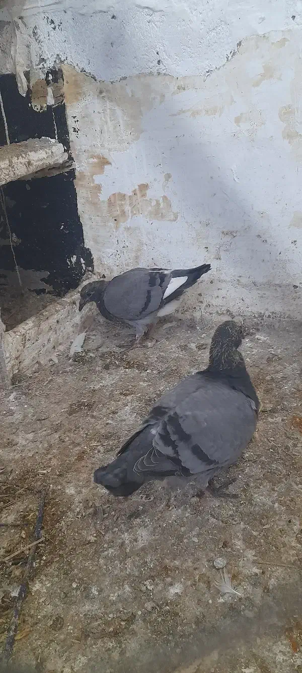 جوجه دوبر|پرنده|اردبیل, |دیوار