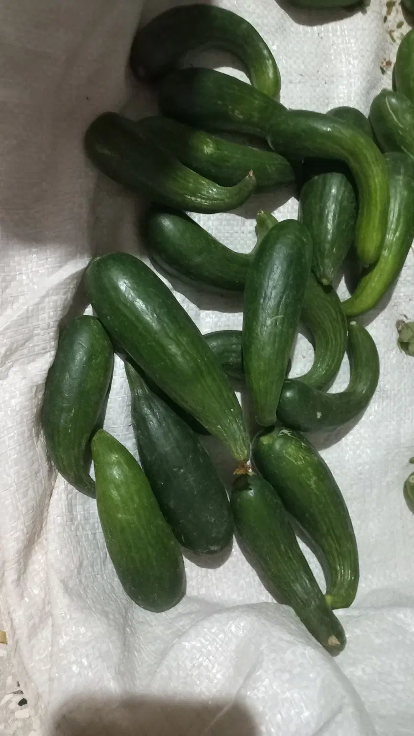 خیار|خوردنی و آشامیدنی|نیشابور, مازول|دیوار
