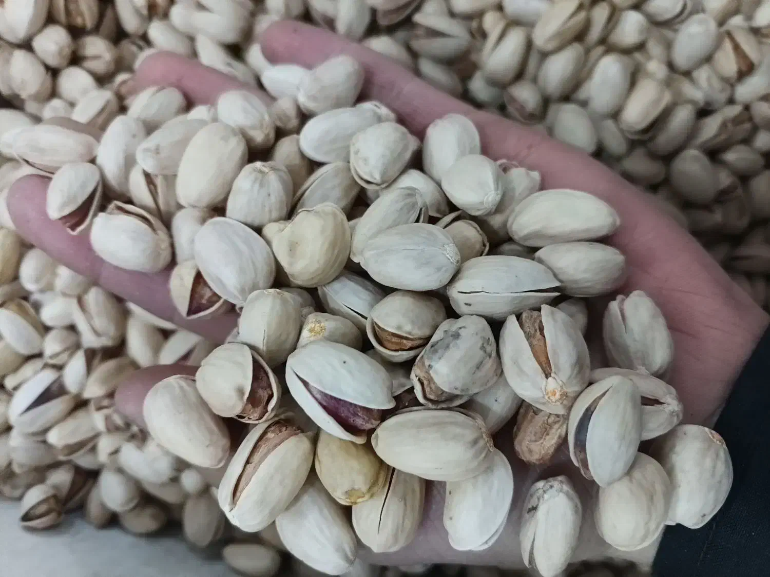 پسته احمد آقایی و کله قوچی درجه یک زیر قیمت بازار|خوردنی و آشامیدنی|قم, نخودی|دیوار