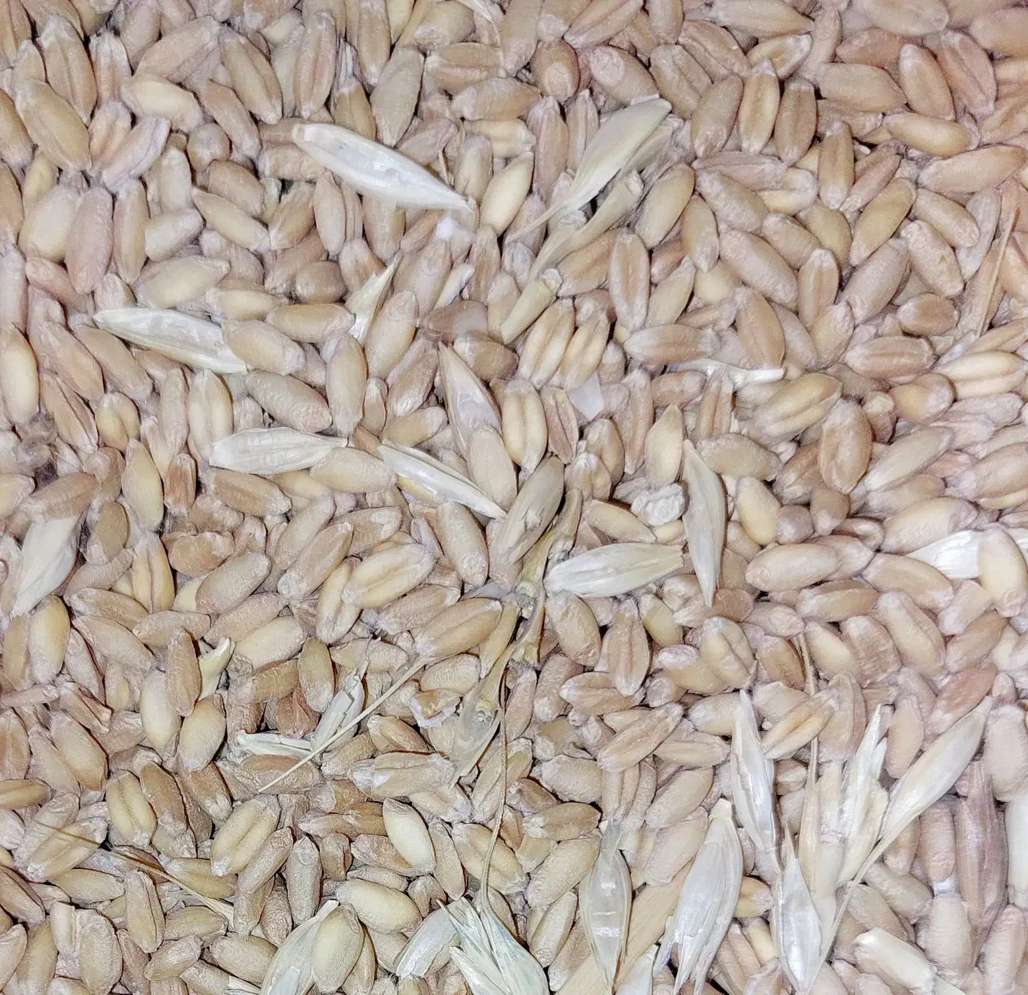 گندم نان|خوردنی و آشامیدنی|ماهان, |دیوار