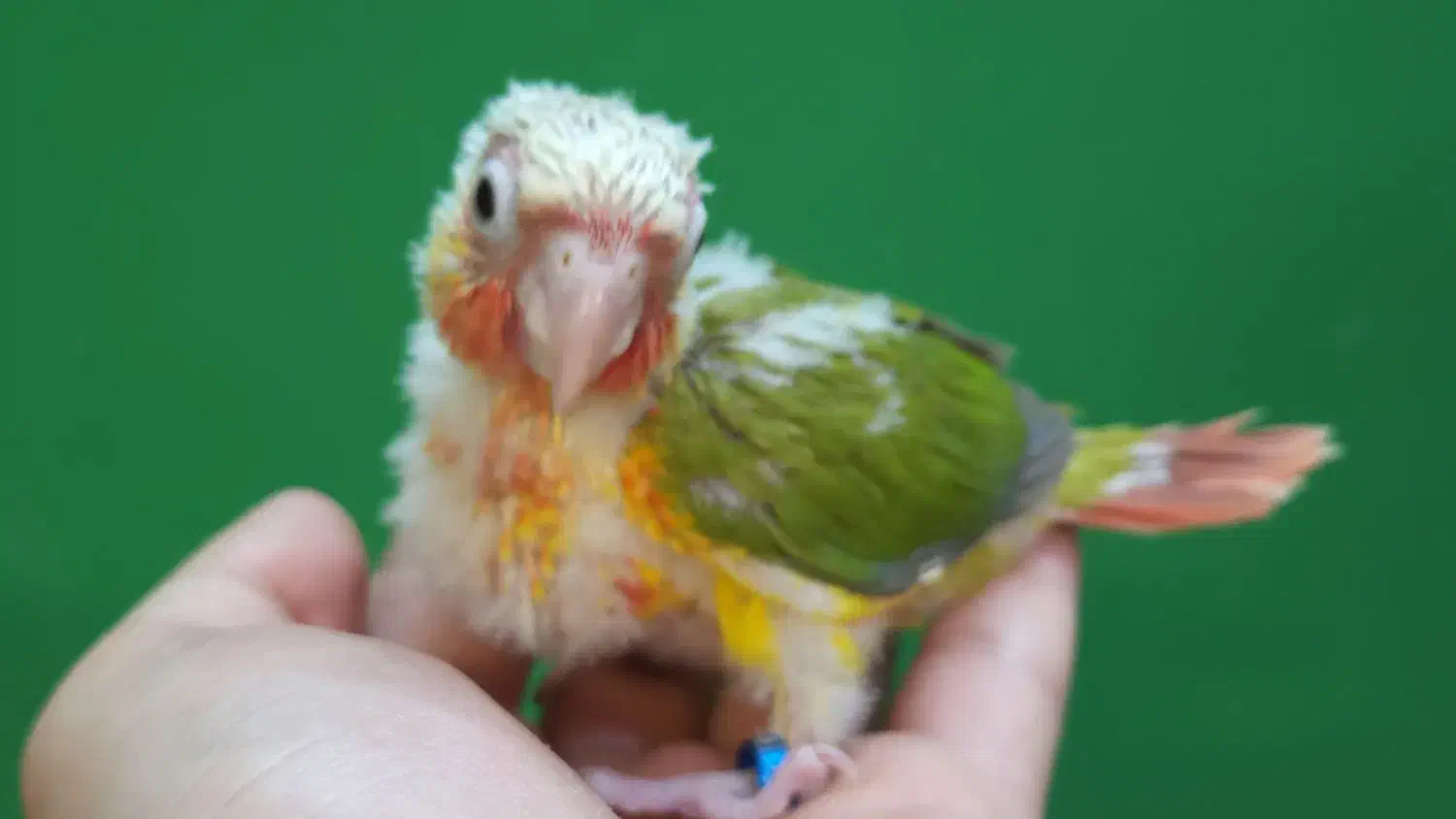 جوجه سرلاکی طوطی گرینچیک آناناسی اکستریم رد|پرنده|شیراز, شهرک امیر کبیر|دیوار