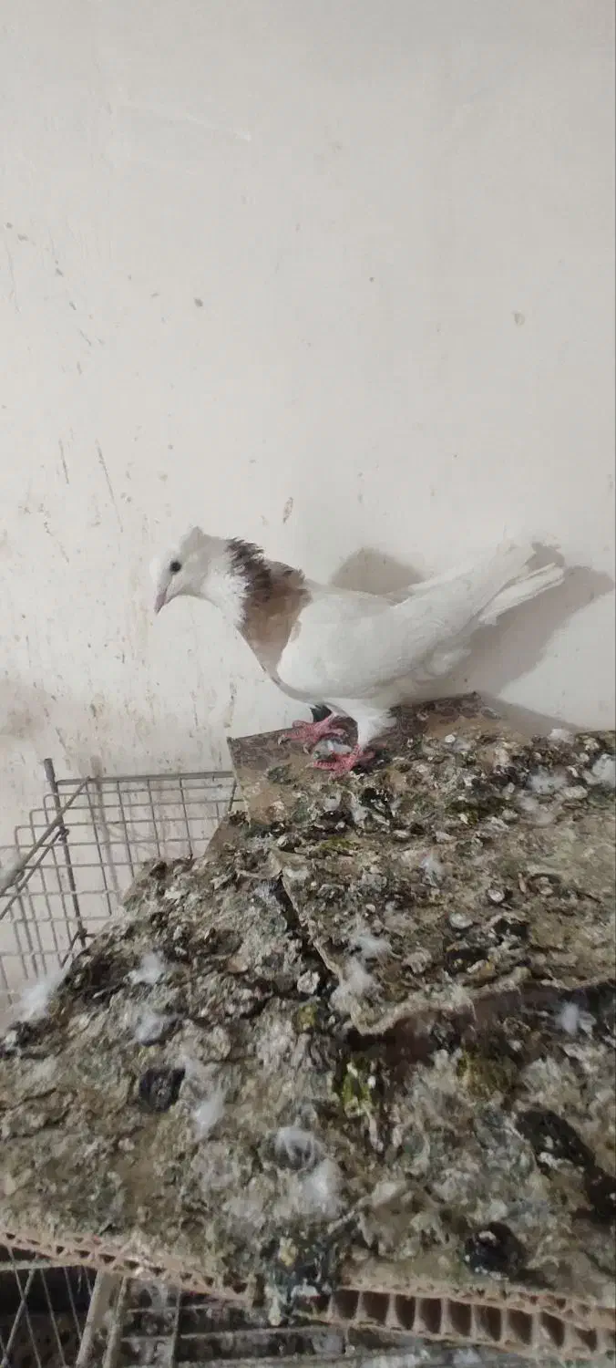 طوقی|پرنده|سنندج, |دیوار