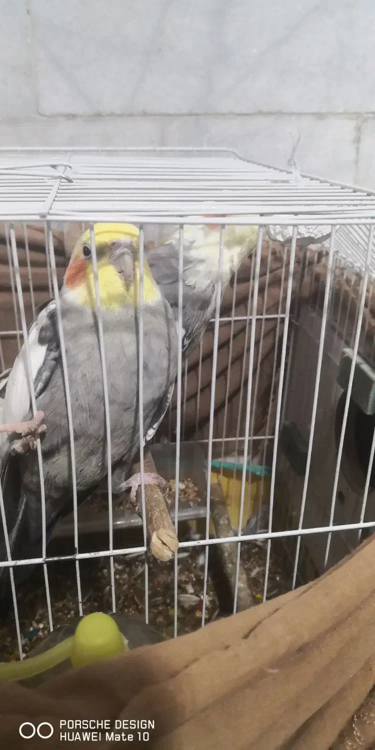 جفت عروس هلندی|پرنده|نرماشیر, |دیوار