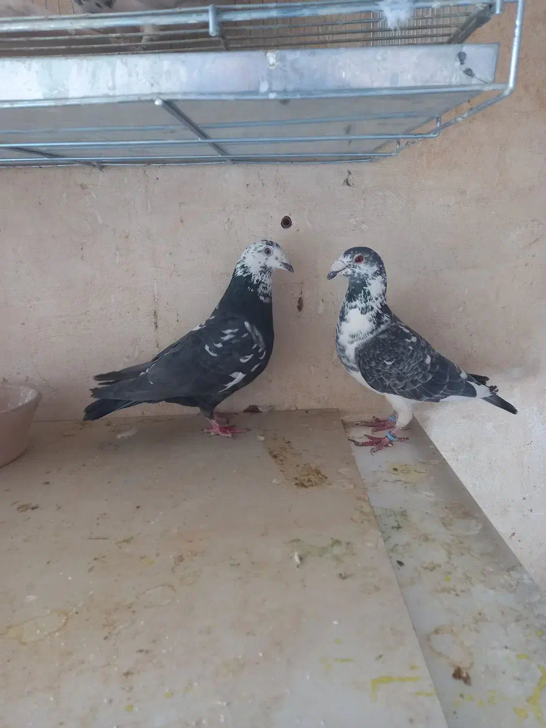 جفت بزک نره وماده به شرط|پرنده|شهرضا, |دیوار