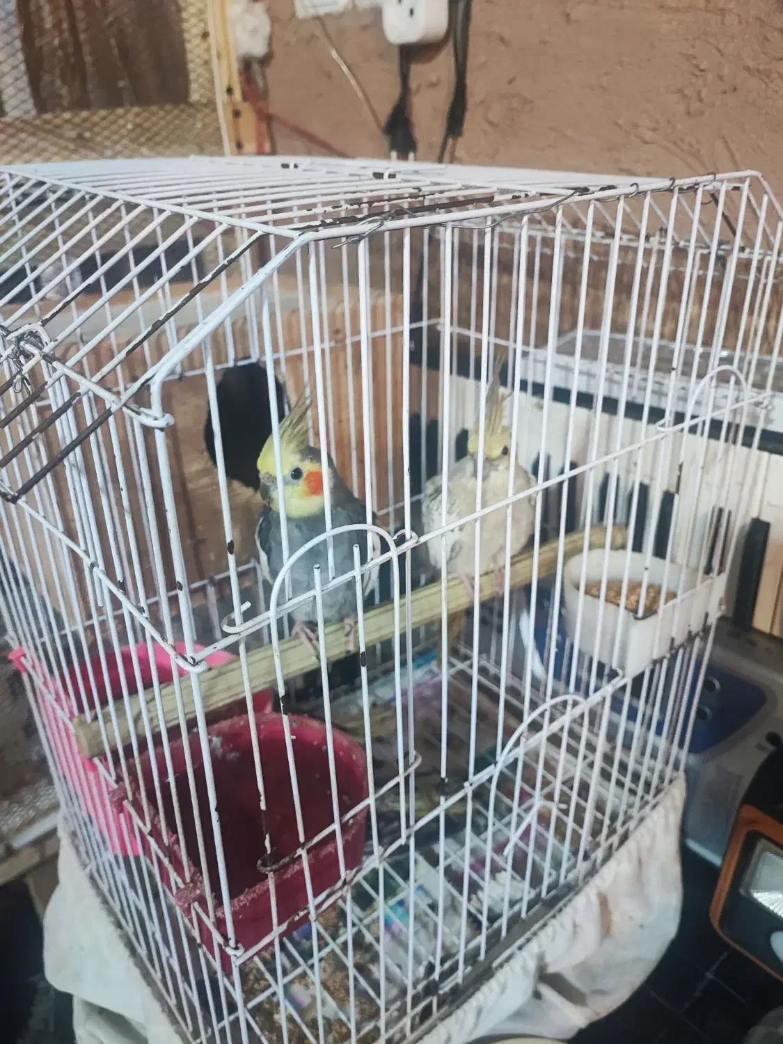 عروس هلندی|پرنده|کیاشهر, |دیوار