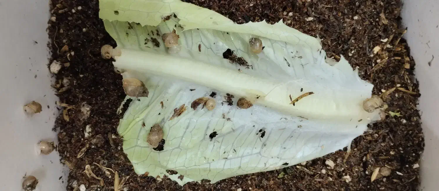 حلزون در سن و طول متفاوت ، بالغ نیمه بالغ و جوجه|خزنده|شیروان (خراسان), |دیوار