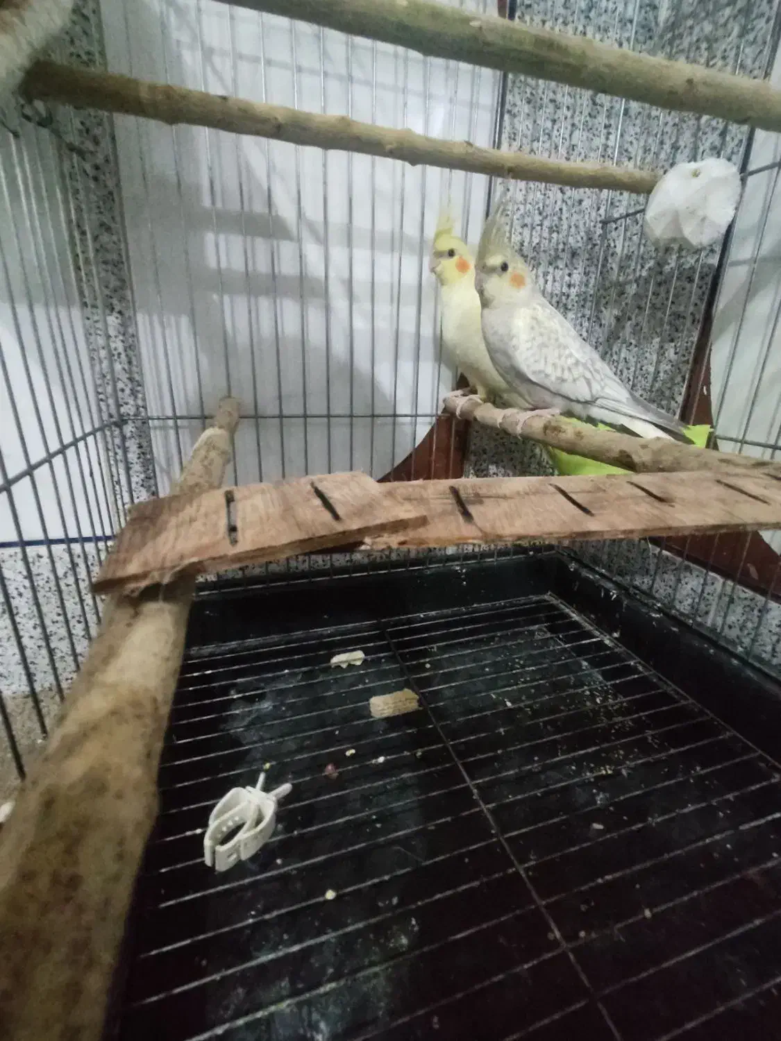 عروس هلندی|پرنده|خواف, |دیوار