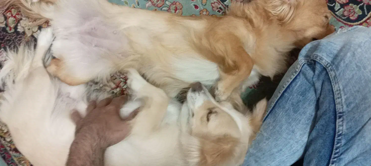 واگذاری سگ|سگ|اهواز, باغ شیخ|دیوار