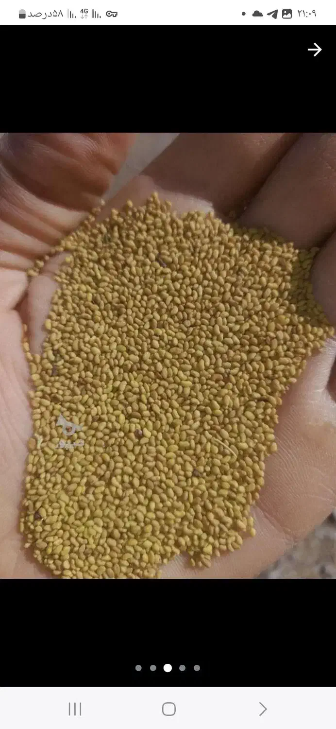 بزر یونجه|گل و گیاه طبیعی|میاندوآب, |دیوار