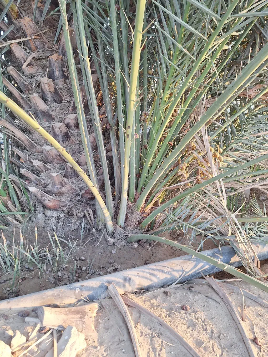 دمیت،پاجوش|خدمات باغبانی و درختکاری|کاکی, |دیوار