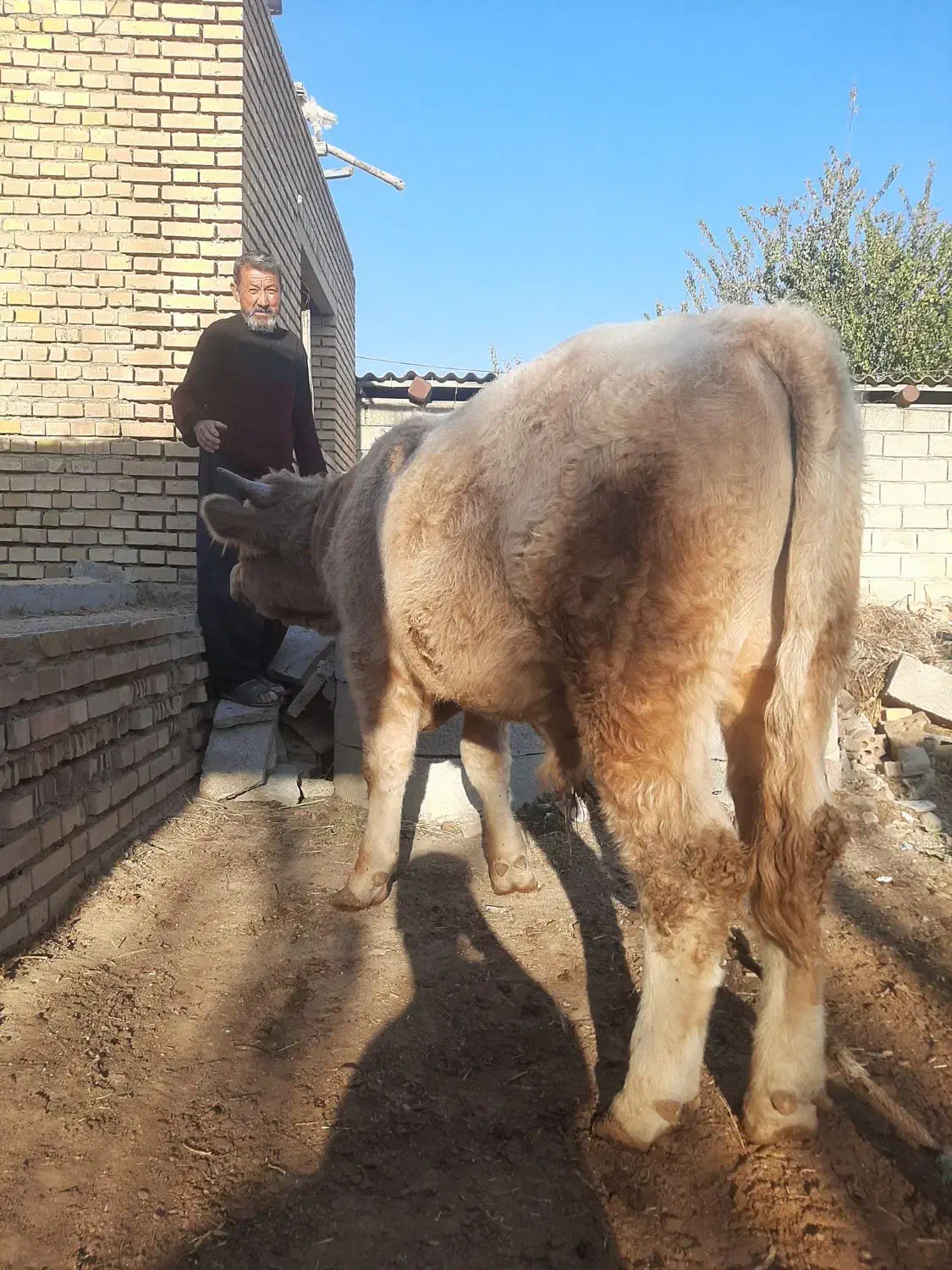 گوساله شاروله اصل|حیوانات مزرعه|گنبد کاووس, |دیوار