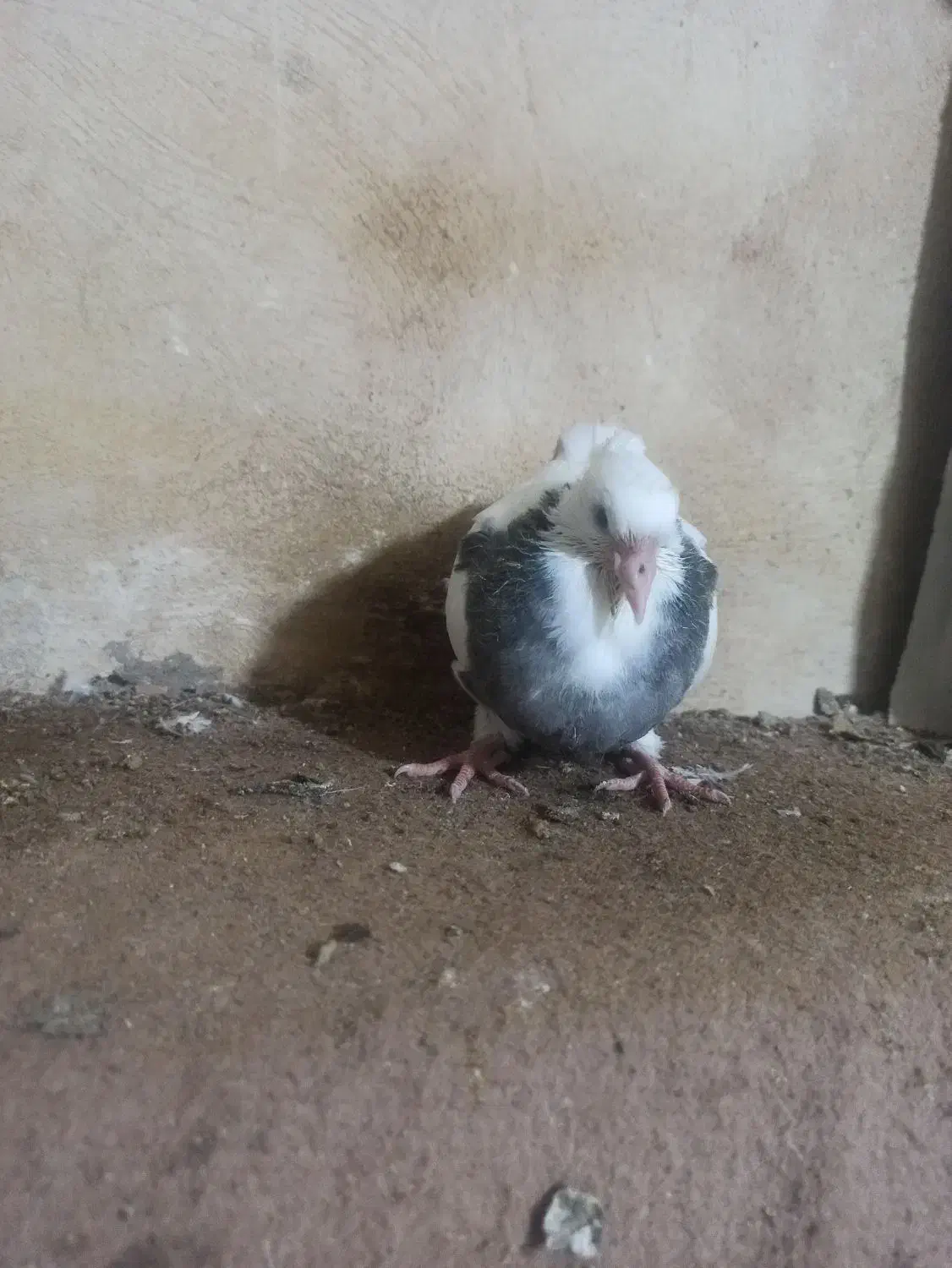 کبوتر طوقی|پرنده|هرسین, |دیوار