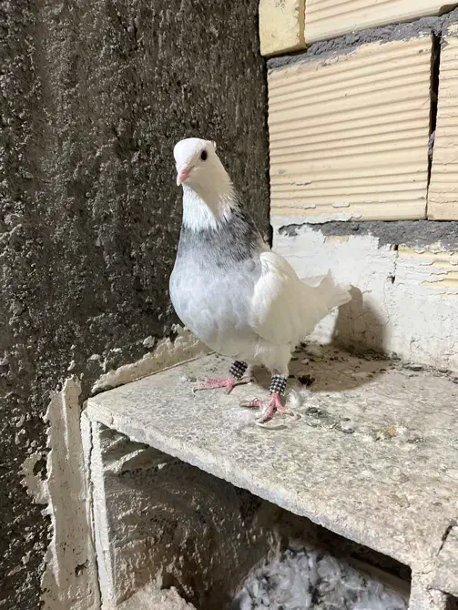 کفتر طوقی الماسی هفترنگ ماده|پرنده|مشهد, طلاب|دیوار