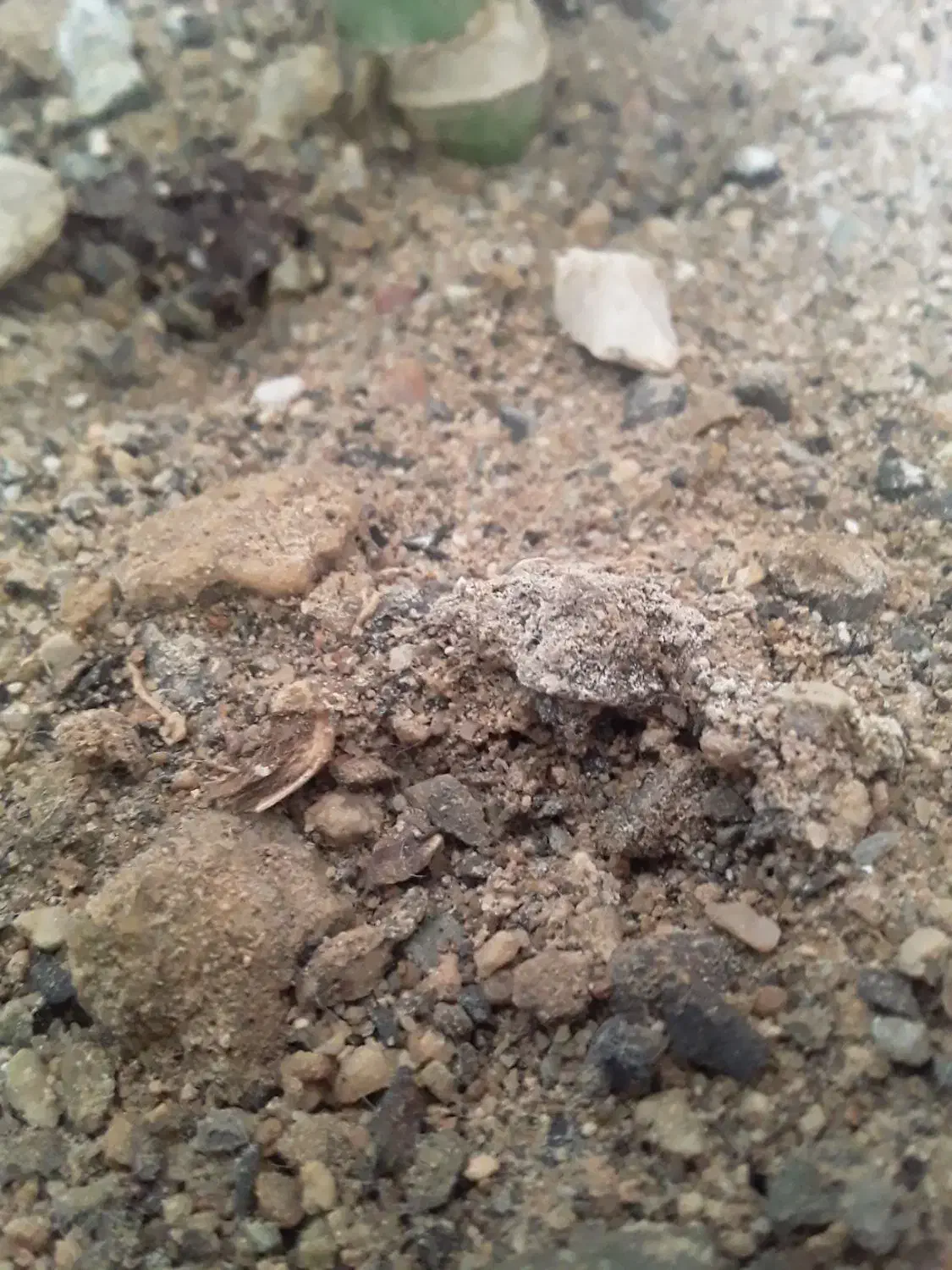 فروش کاه گندم|گل و گیاه طبیعی|دیواندره, |دیوار