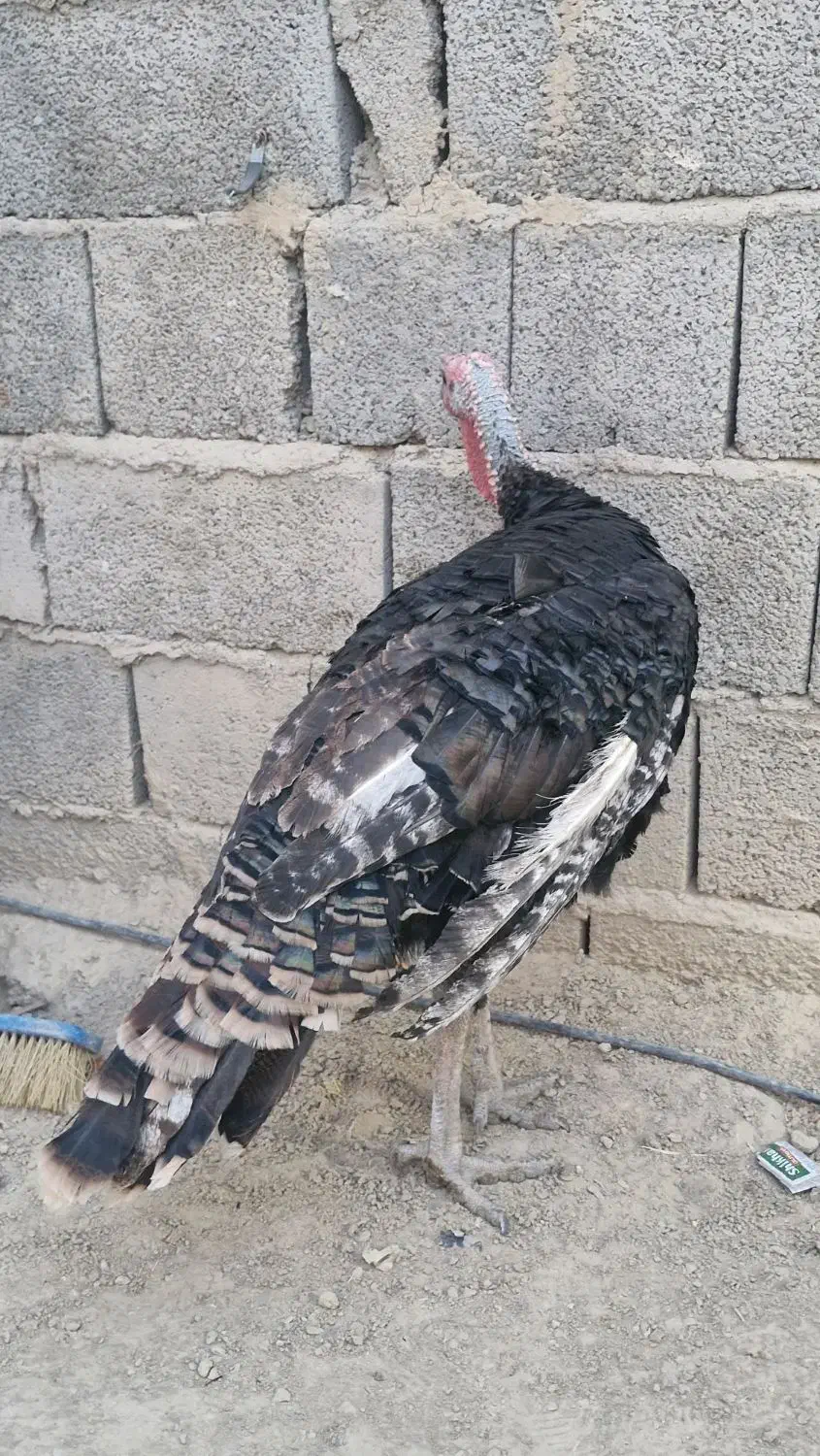 بوقلمون نر|حیوانات مزرعه|سراوان, |دیوار