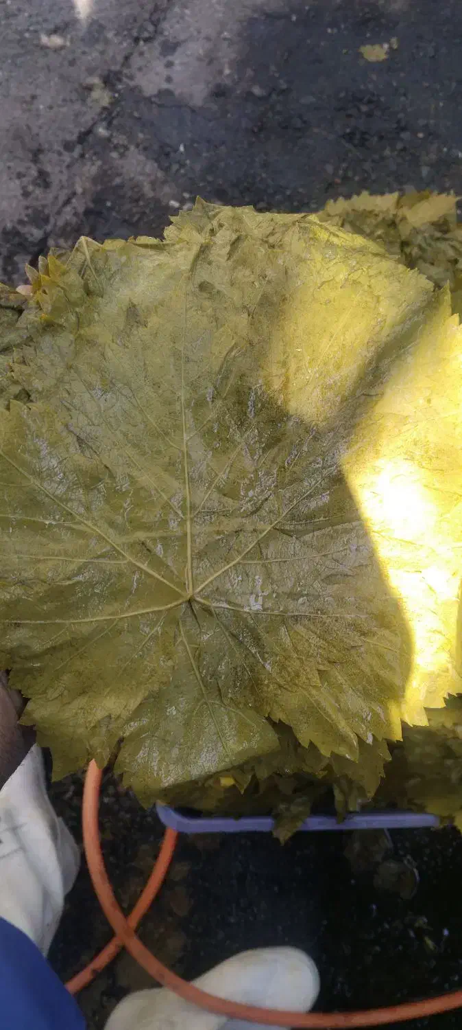 برگ مو * برگ انگور* دلمه|خوردنی و آشامیدنی|هشتگرد, شهرک ولیعصر (مصلی)|دیوار