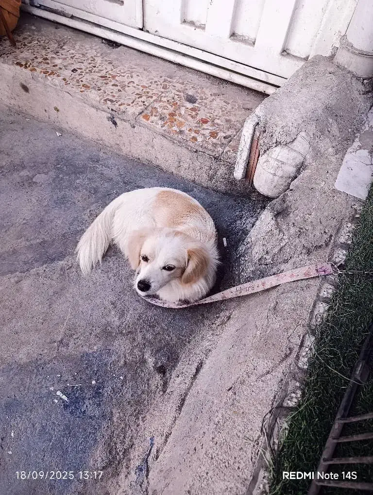 حیوان اهلی|حیوانات|گرگان, |دیوار