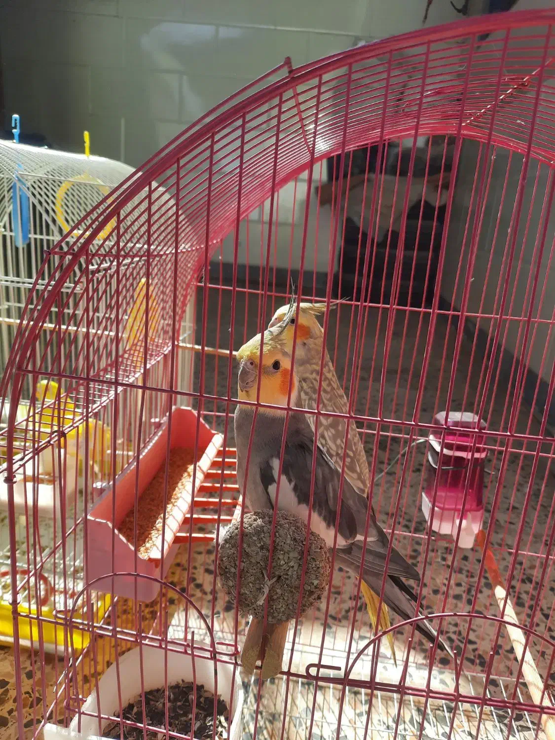 جفت عروس هلندی مست ودستی|پرنده|کارون, |دیوار