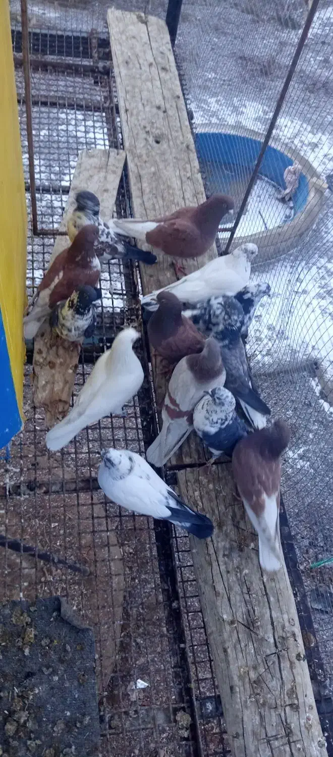 کبوتر|پرنده|قم, باغ شازده|دیوار