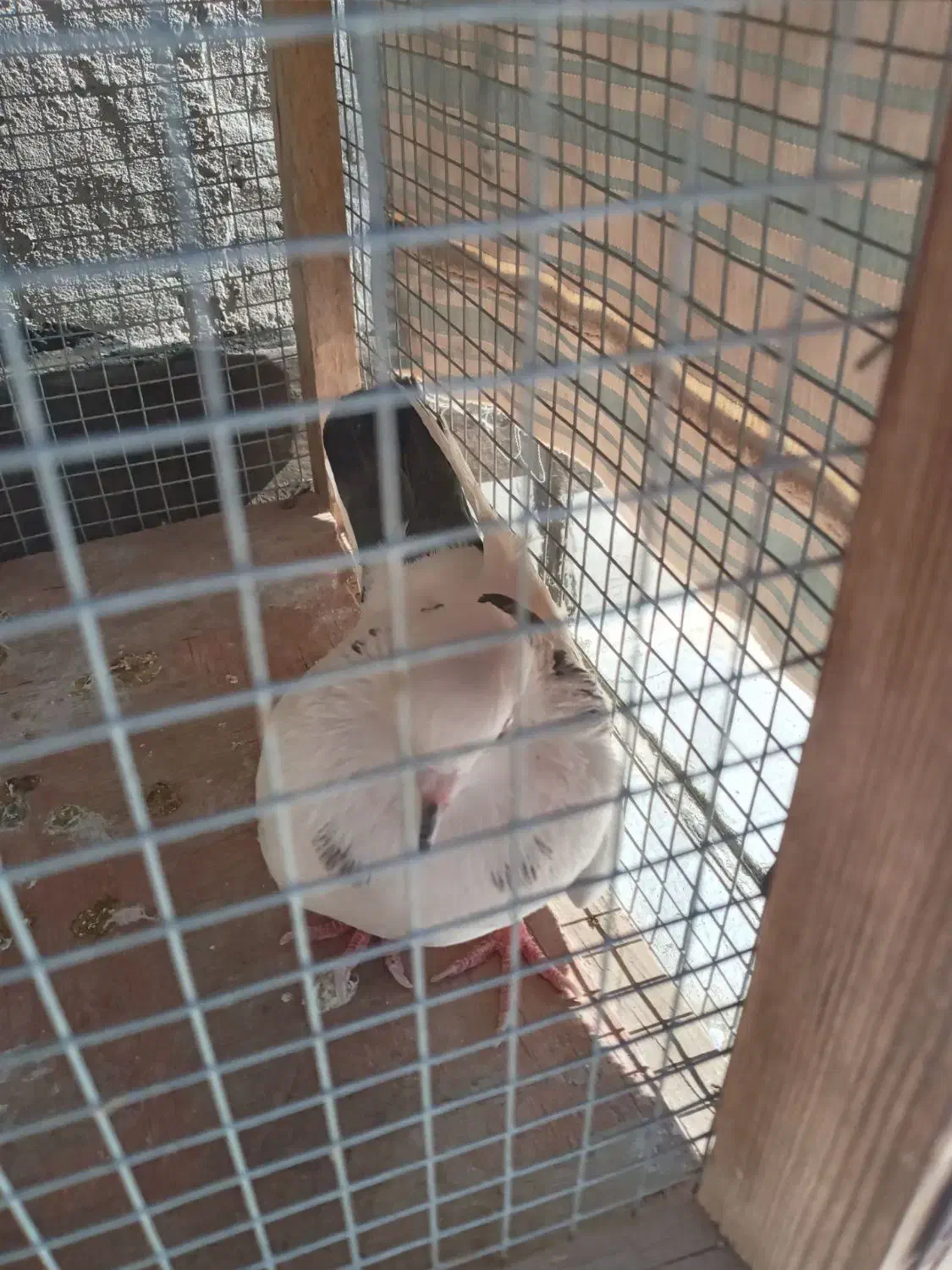 کفتر گمشده|حیوانات|ساوه, |دیوار