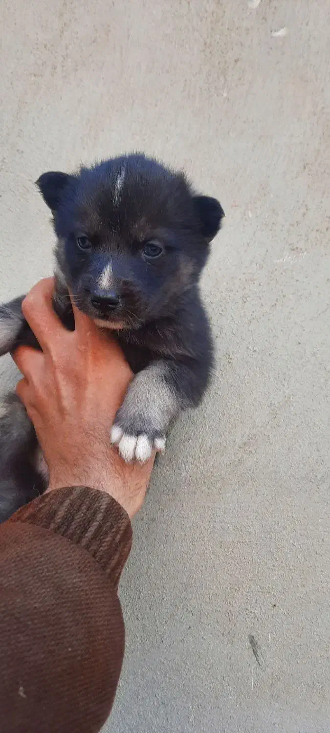 توله هاسکی سیبرین|سگ|خرم‌آباد, |دیوار