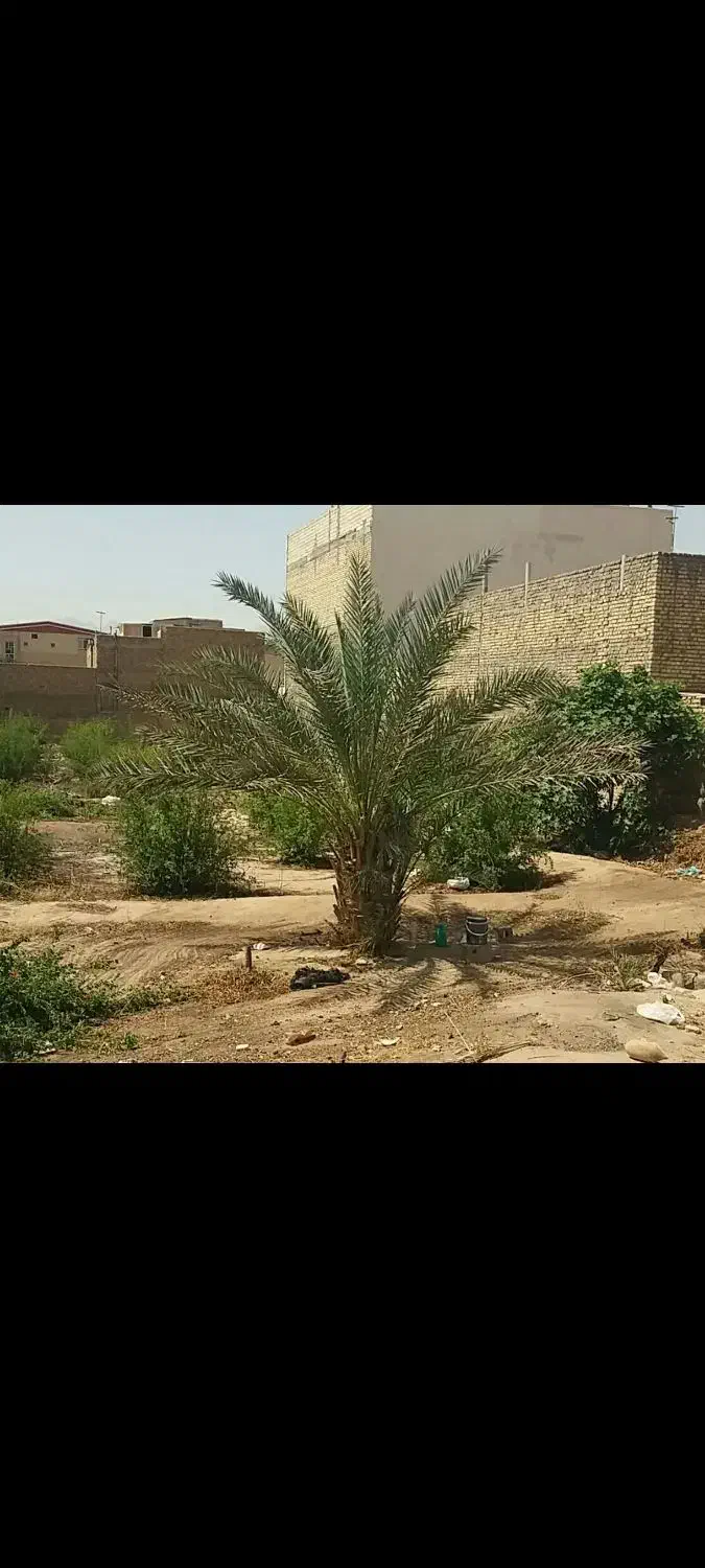 درخت نخل خرما|گل و گیاه طبیعی|یزد, |دیوار