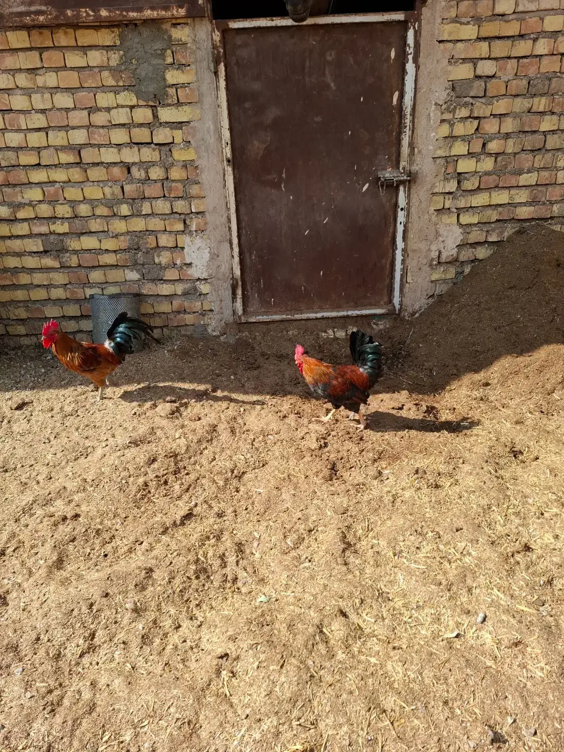 خروس ۱۰ ماهه|حیوانات مزرعه|حبیب آباد, |دیوار