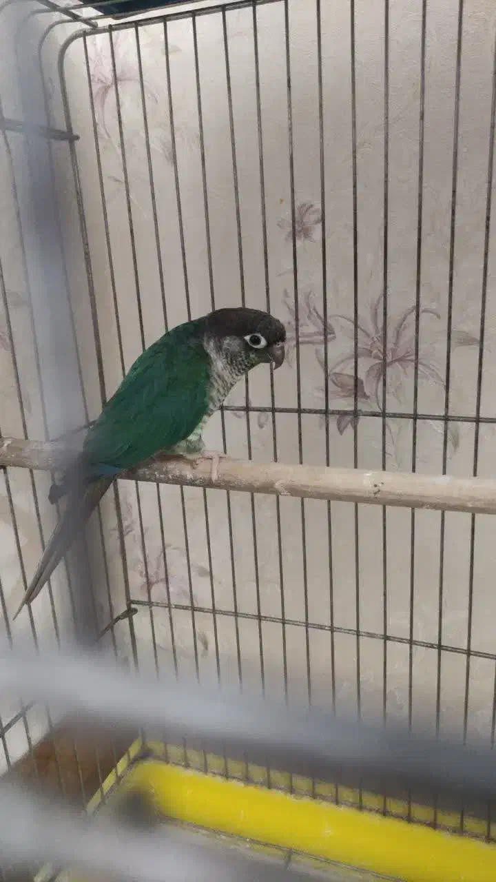 گرینچیک|پرنده|قم, انسجام|دیوار