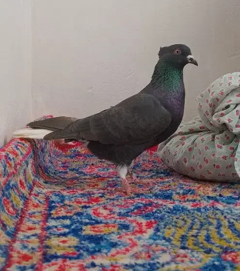 کبوتر|پرنده|شیروان (خراسان), |دیوار