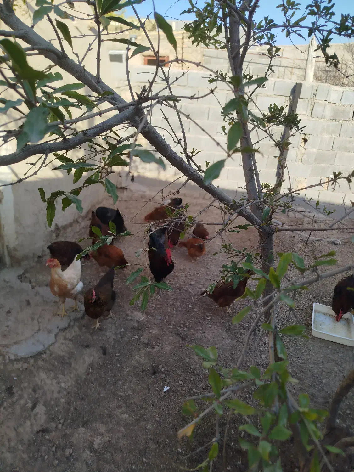 خروس|پرنده|شیروان (خراسان), |دیوار
