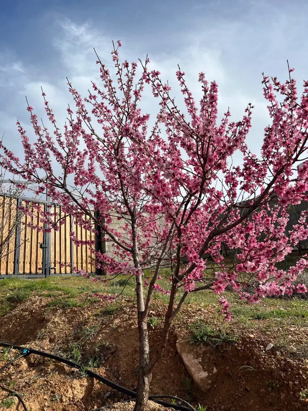 فروش باغ شخصی ۱۰۰۰ متر شیراز خان زنیان|فروش زمین و ملک کلنگی|ارژن, |دیوار