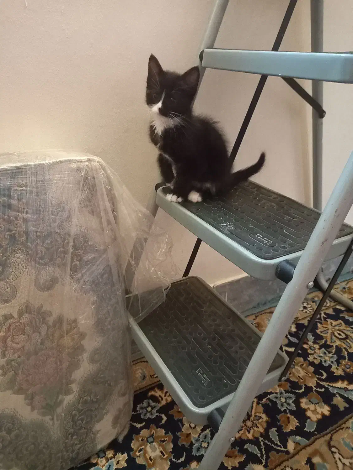 گربه|گربه|نجفآباد, فاز ۴ شهرک آزادگان|دیوار