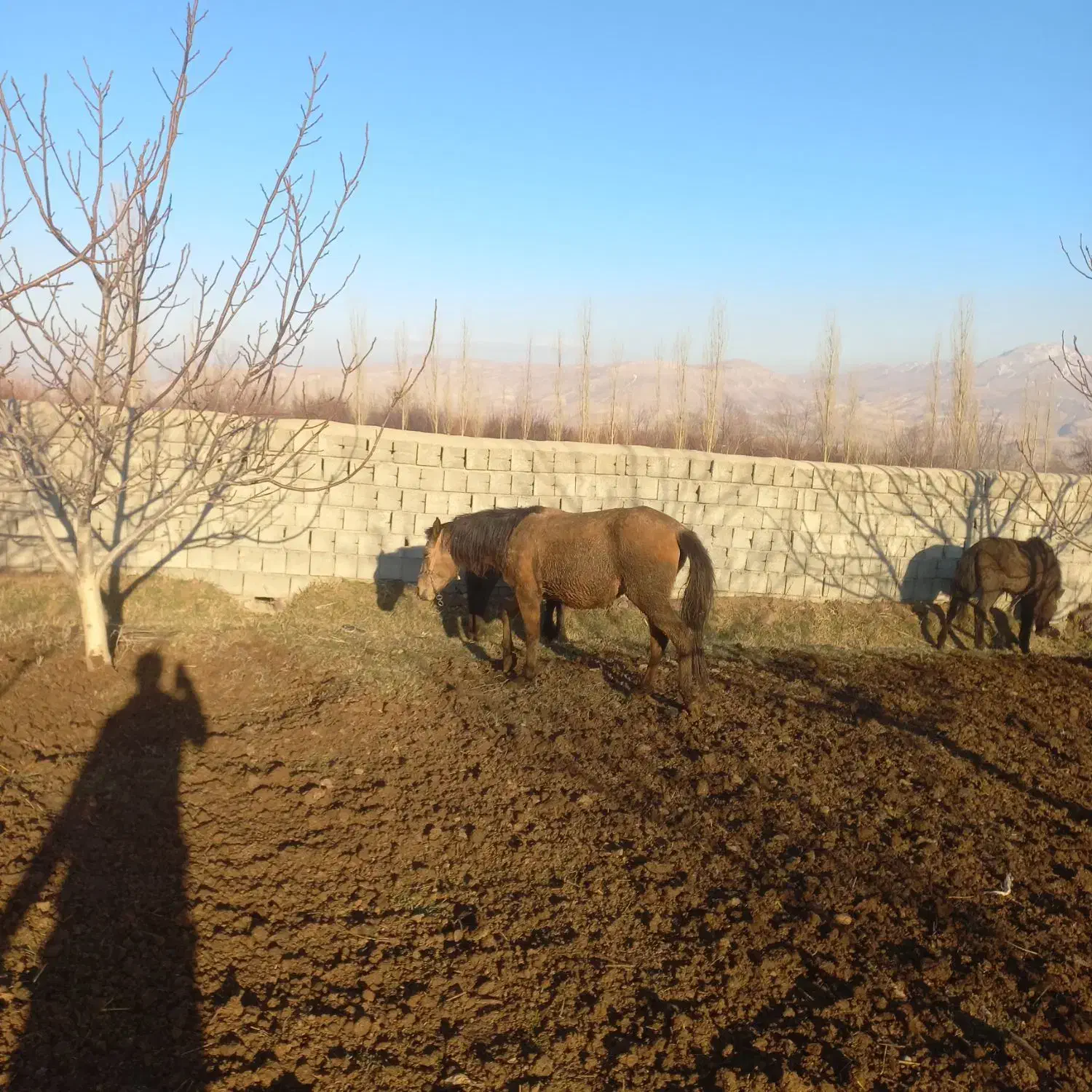 کره اسب|اسب و تجهیزات اسبسواری|سیلوانه, |دیوار