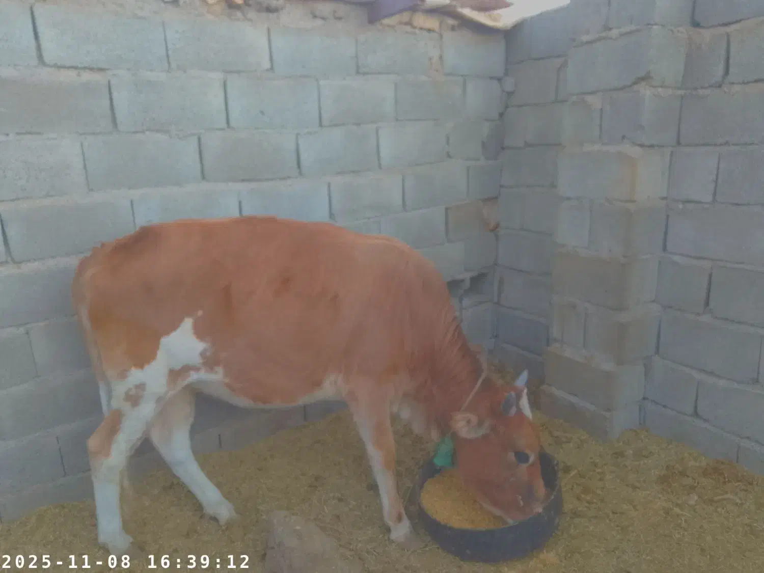 مهرستان|حیوانات مزرعه|پسکوه, |دیوار