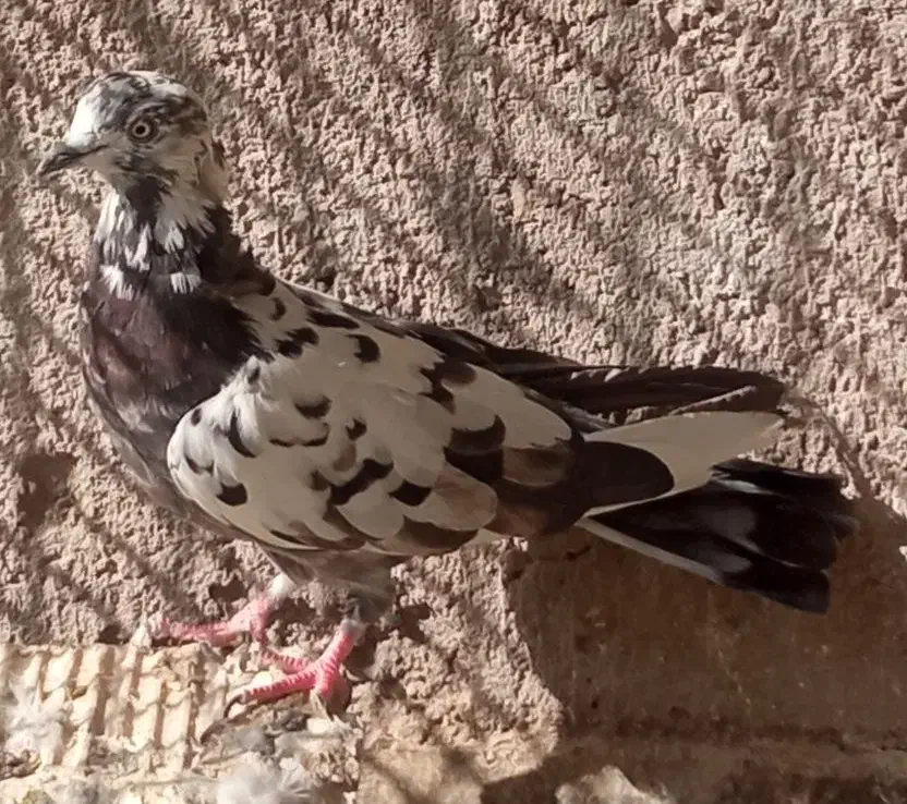 کفتر سرور و پرشی|پرنده|کاشان, لتحر|دیوار