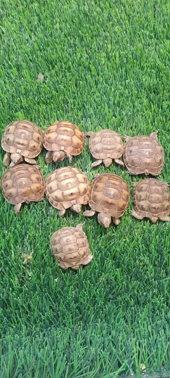 کاسلوک لو ت ین|خزنده|زاهدان, |دیوار