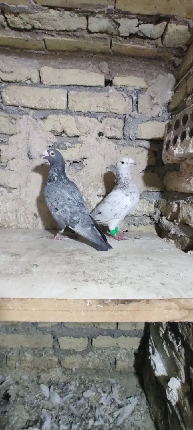 سارسرورجفتگاه|پرنده|مشهد, نوید|دیوار