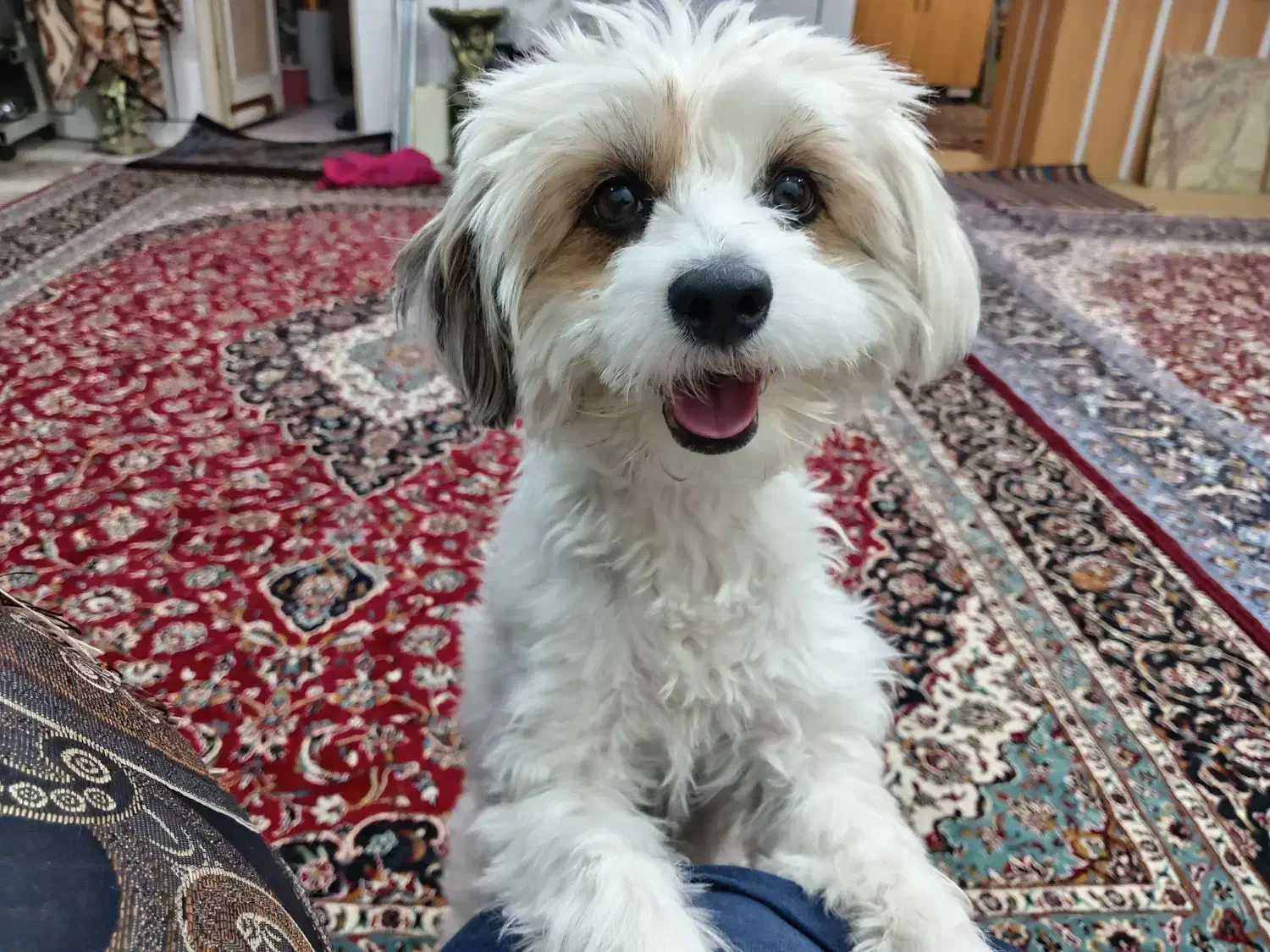 واگذاری پاپی اسپیتزماده|سگ|نجف‌آباد, بازار|دیوار