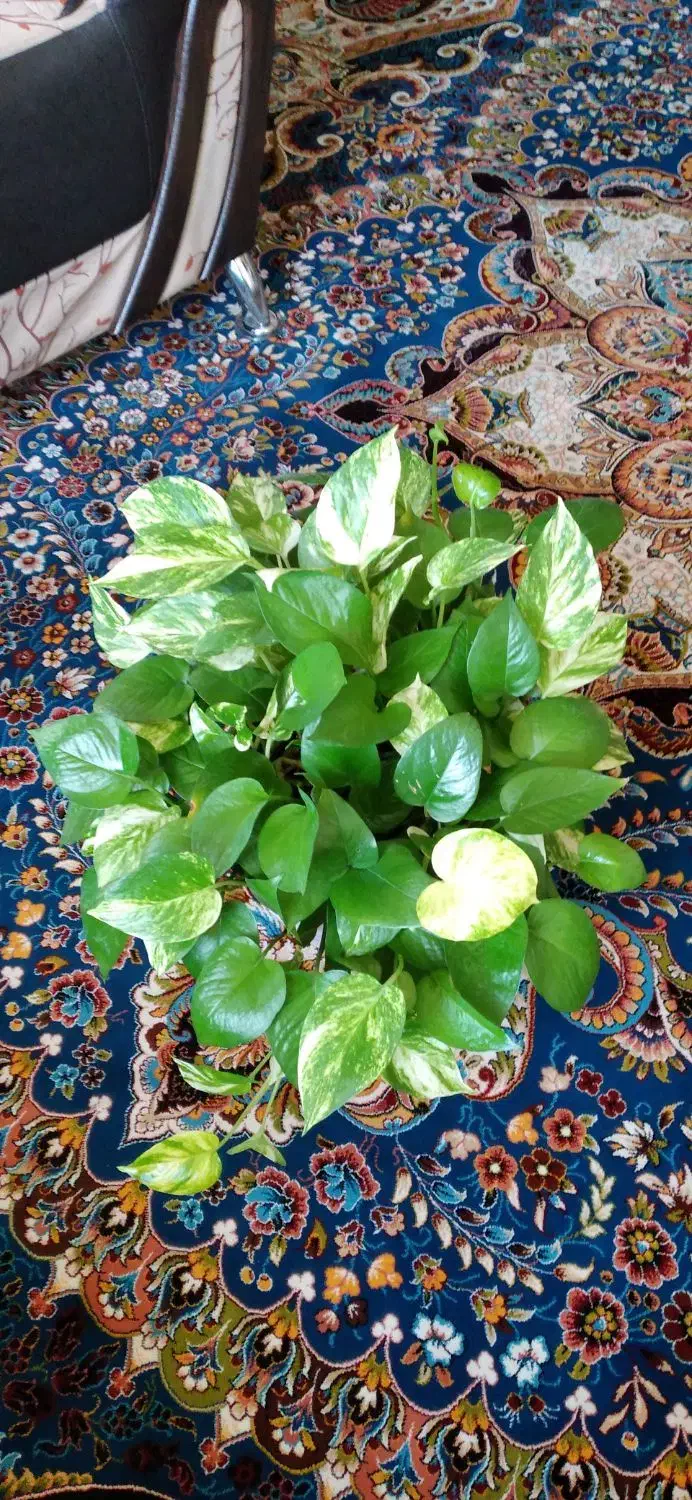 گل پتوس|گل و گیاه طبیعی|محمدیه-قزوین, |دیوار