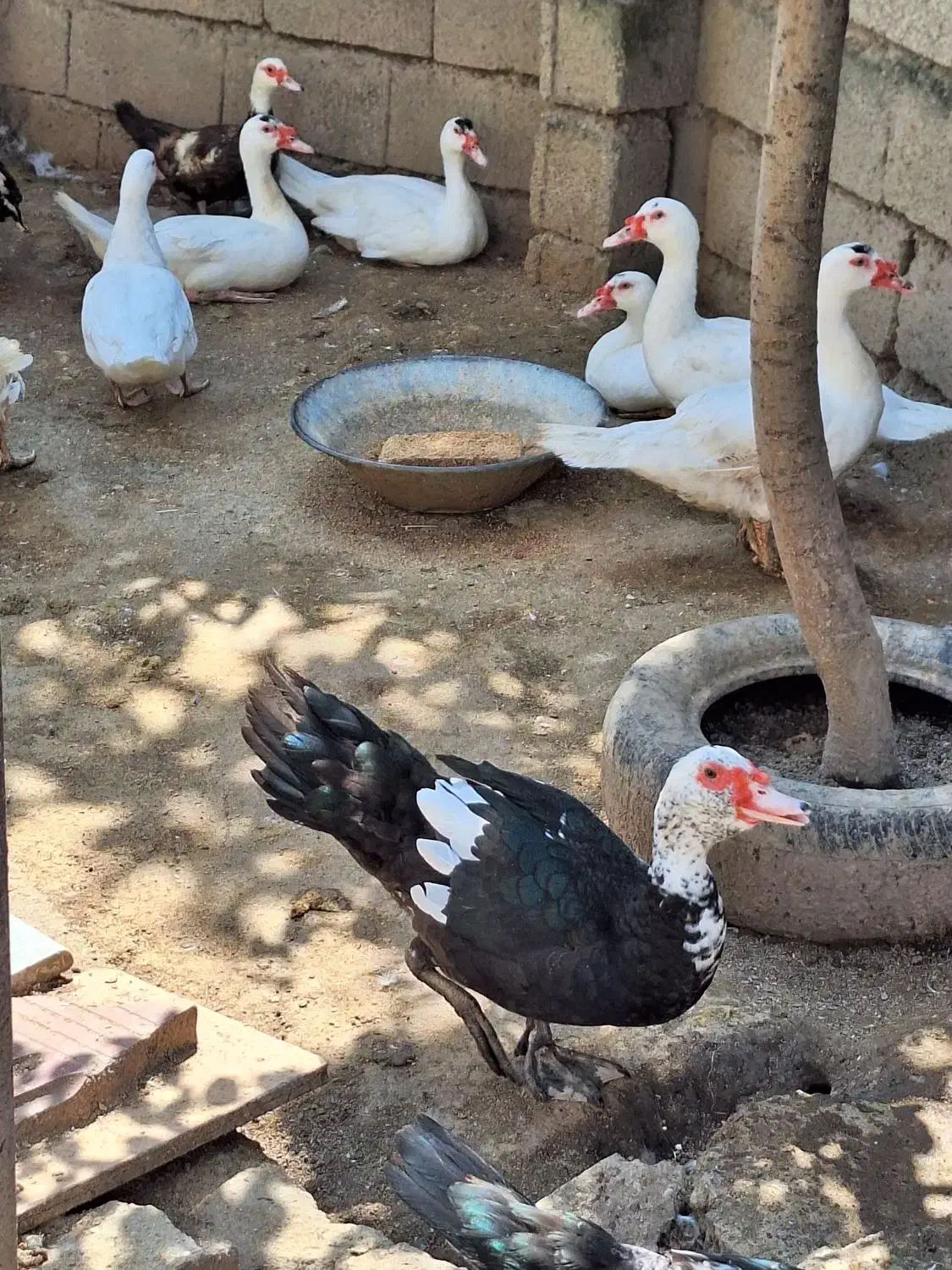 فروش اردک روسی نر و ماده زنده|حیوانات مزرعه|دابودشت, |دیوار