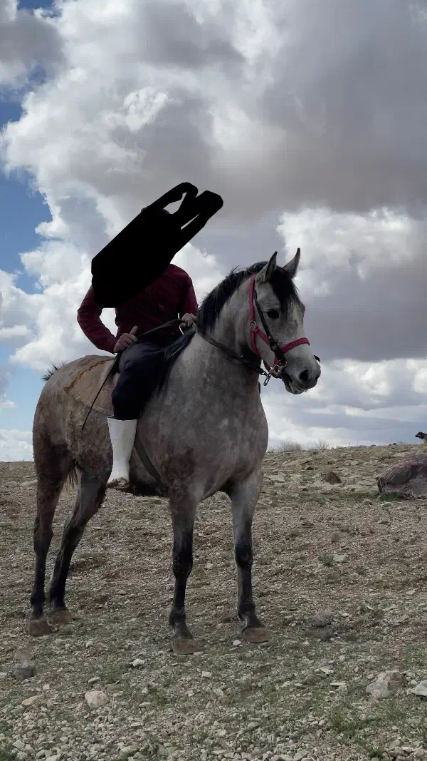 فروشی مادیان عرب کرد|اسب و تجهیزات اسب‌سواری|قدس, شهر‌قدس|دیوار