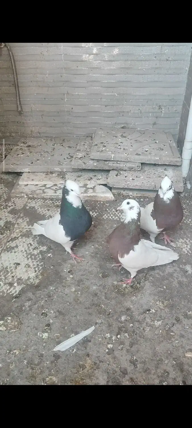 کبوتر|پرنده|بم, |دیوار