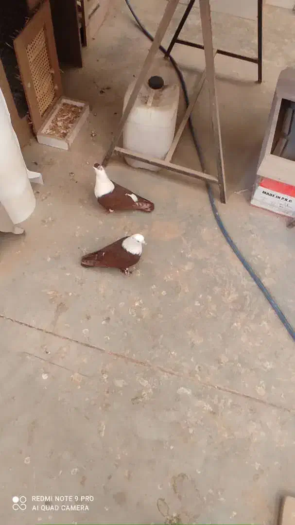 کفتر کلاغ|پرنده|مشهد, شهید قربانی|دیوار