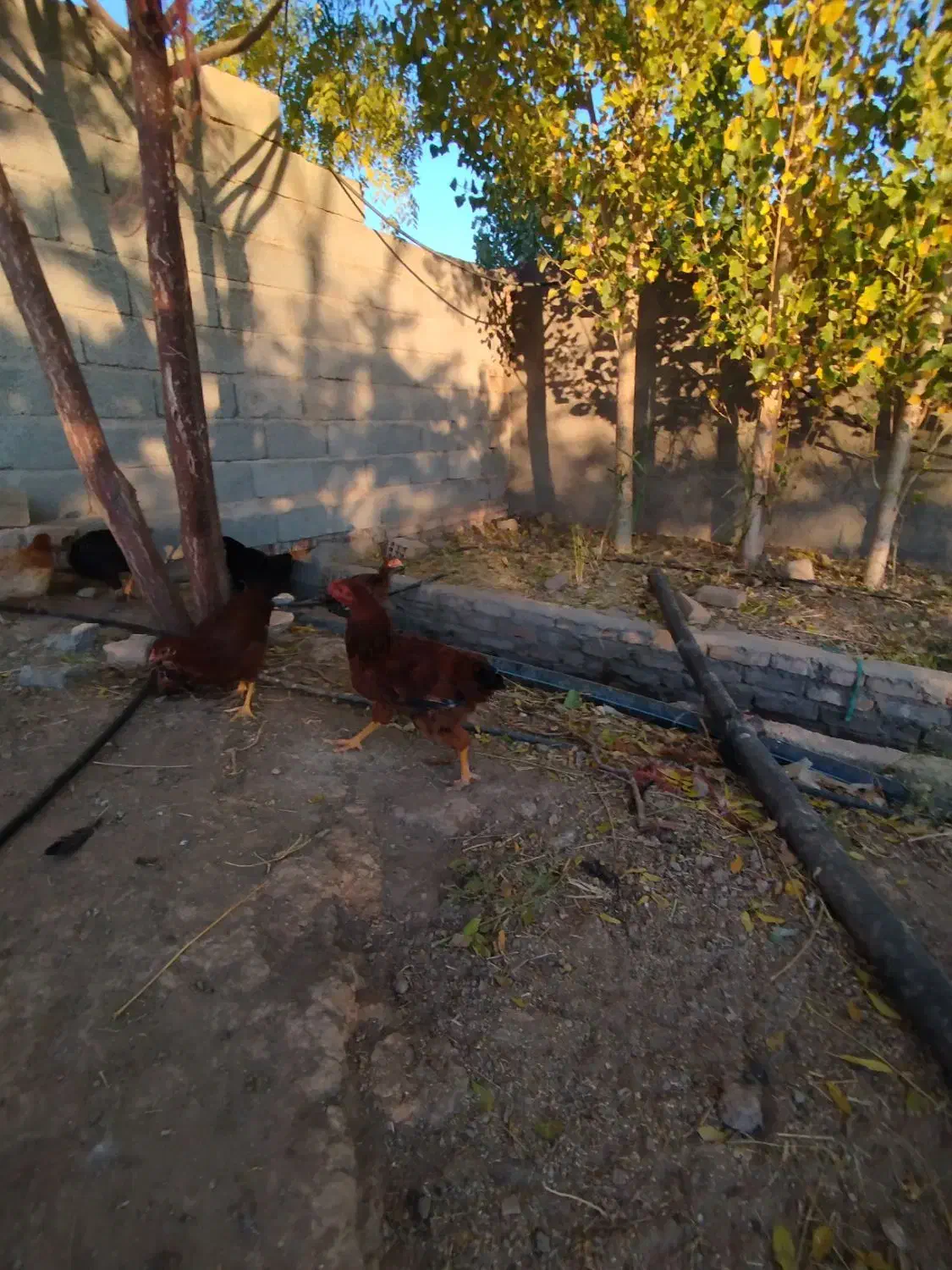 بوقلمون،اردک، جوجه خروس|حیوانات مزرعه|آبیک, |دیوار