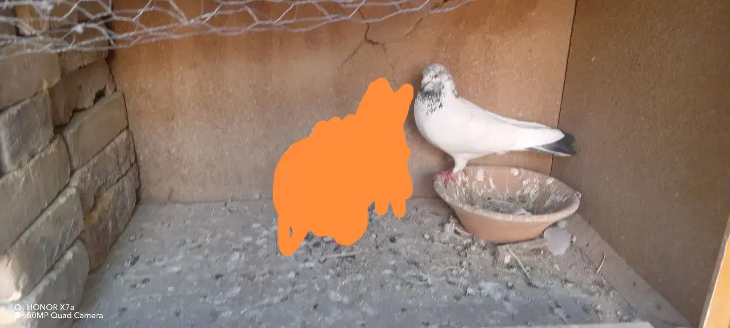 کله دم سبز تار کردم|پرنده|نجفآباد, یزدانشهر|دیوار