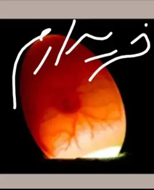 تخم عروس هلندی|پرنده|نقده, |دیوار