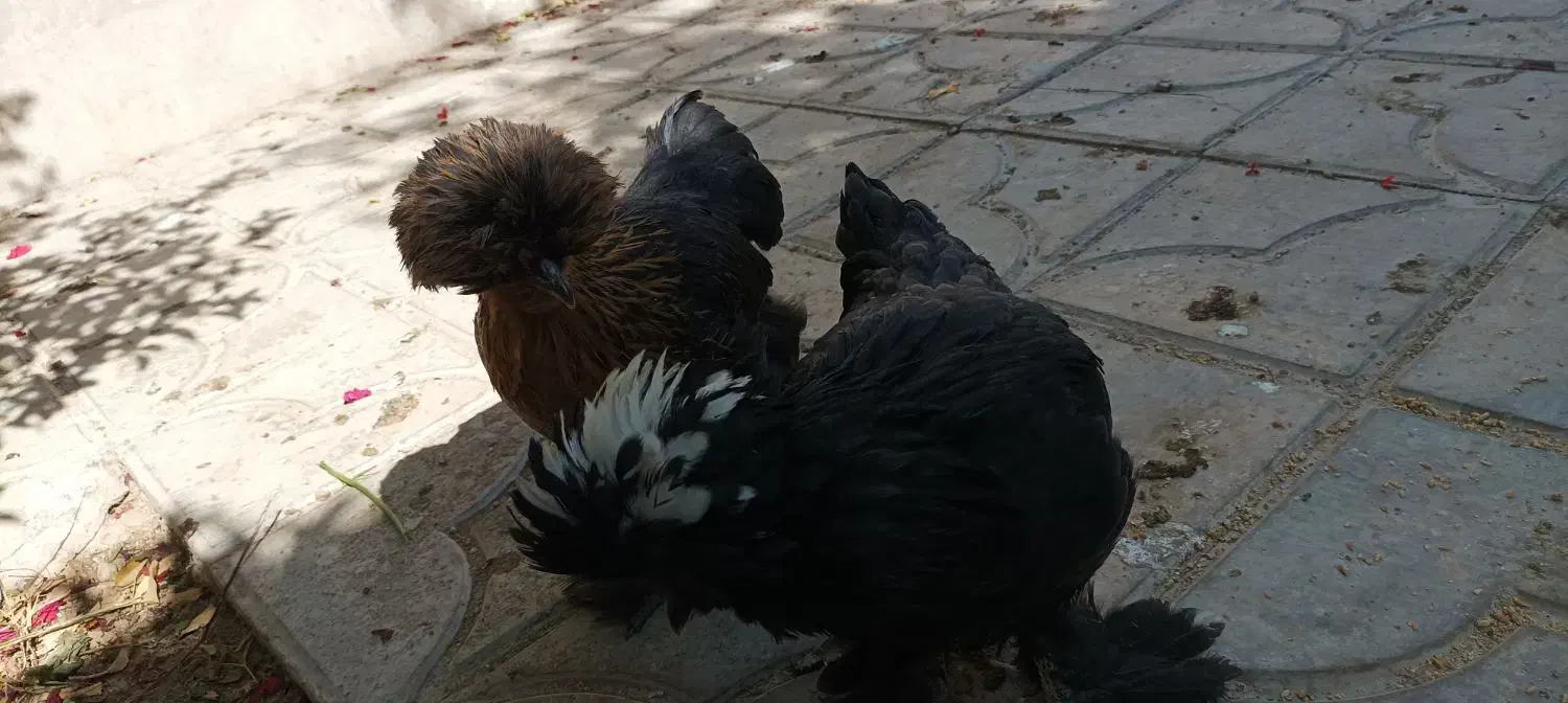 مرغ سلطان لهستانی|حیوانات مزرعه|شیراز, پودنک|دیوار