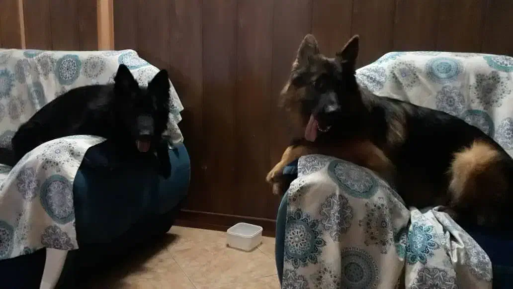 سگ ژرمن /نر و ماده/توله سگ/سگ /پت خانگی|سگ|شیراز, ابیوردی|دیوار