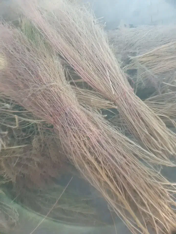 جاروتازه امسال|لوازم نظافت|اسلامآباد غرب, |دیوار