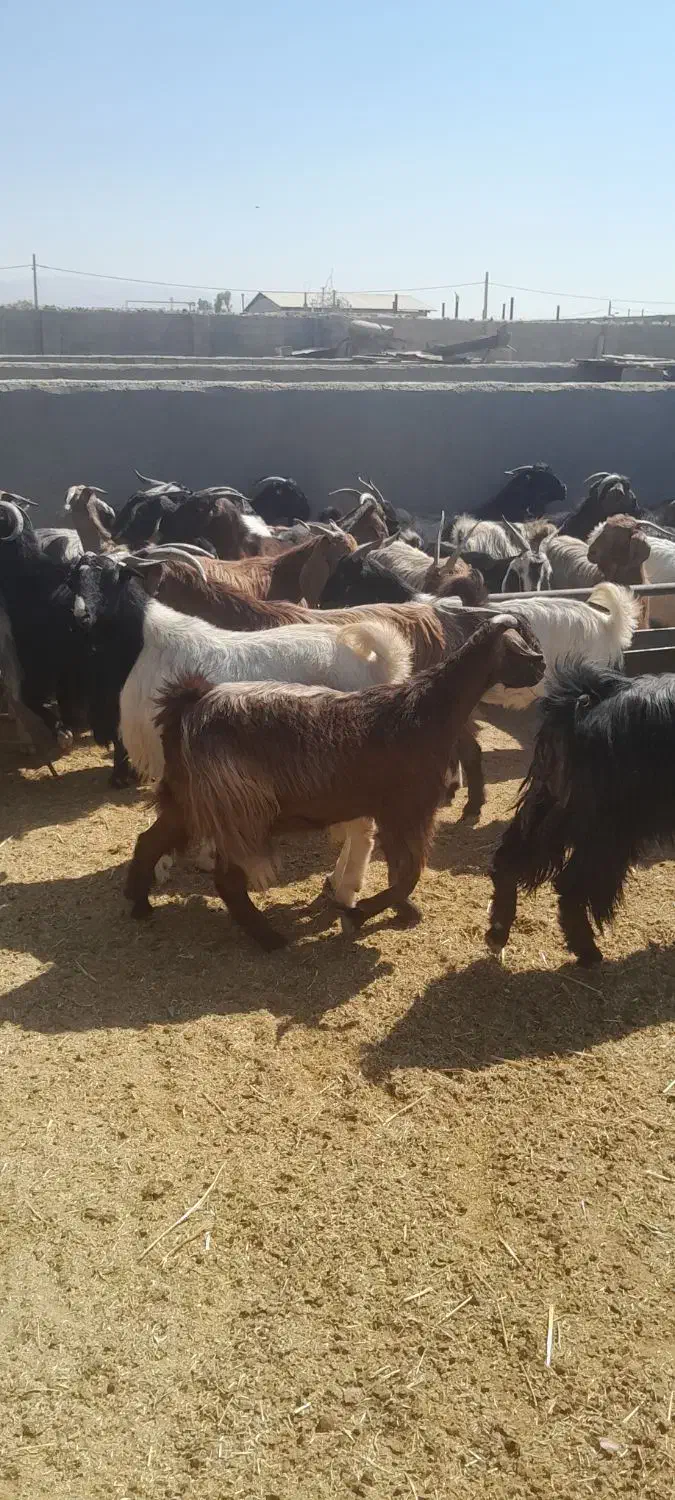 بز داشتی ترکی درجه یک|حیوانات مزرعه|شیراز, حومه شیراز|دیوار